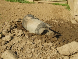 Animal Arks Pig in wallow
