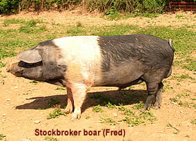 Animal Arks Fred - the Stockbroker boar