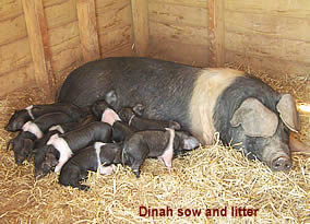 Animal ArksDinah sow and litter