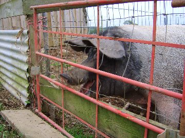 Animal Arks British Saddleback Spot