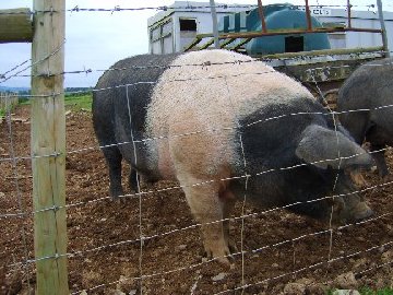 Animal Arks Bert - Carl boar