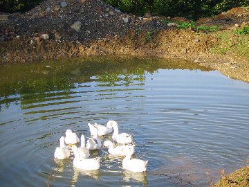 Animal ArksDucks at West Frogwell Farm